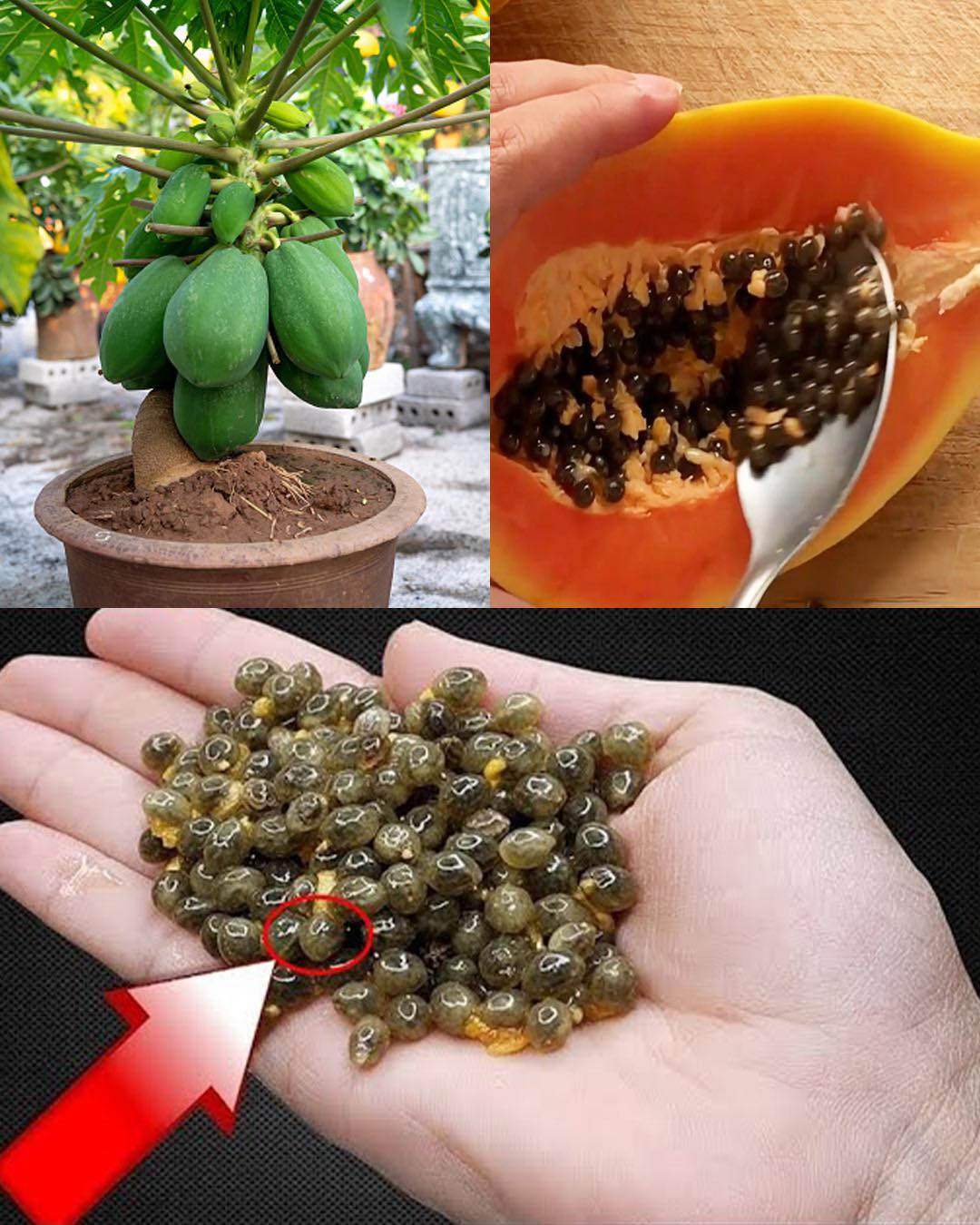 The Powerful Health Benefits of Papaya Seeds: Why You Should Include Them in Your Diet 3 download 12 2